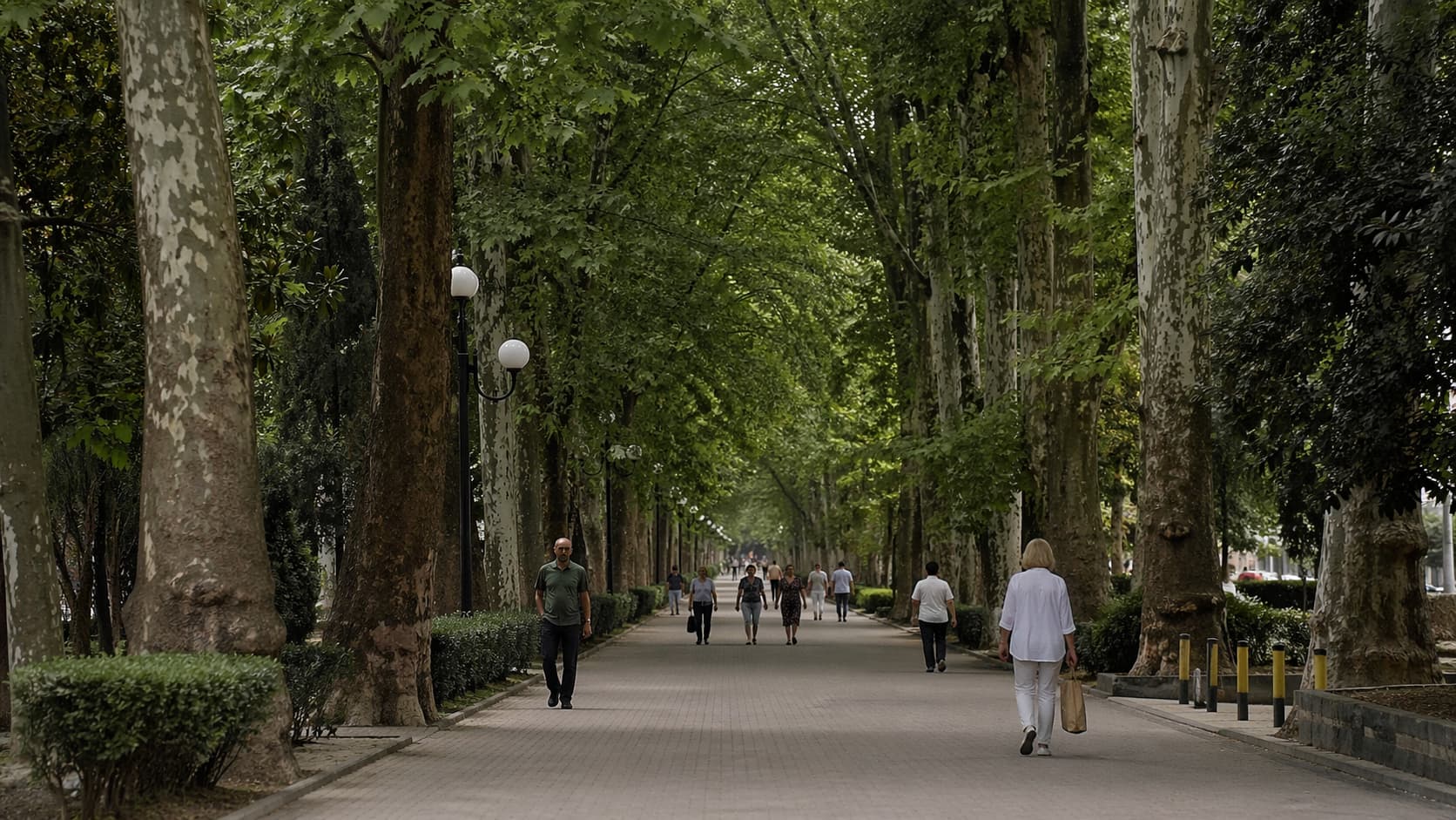 Платановая аллея в центре Туапсе с плотными кронами деревьев и прогулочной зоной